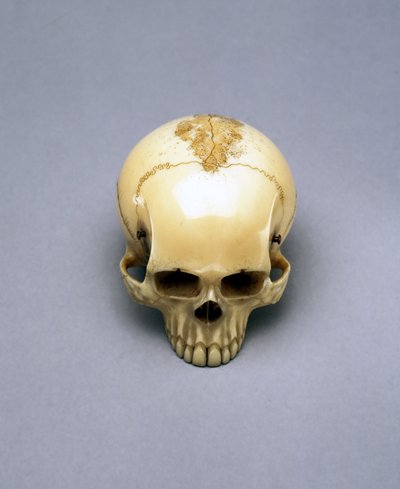 Model of a Skull, Probably a Netsuke, Japanese by Unbekannt Unbekannt