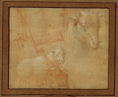 Study of a Lamb by Lorenzo di Credi