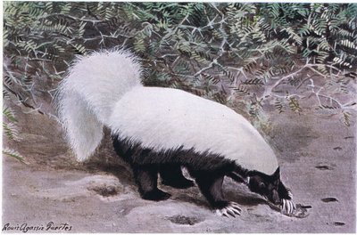 Hog Nosed Skunk, white top, black bottom, digs for food with its long claws by Louis Agassiz Fuertes