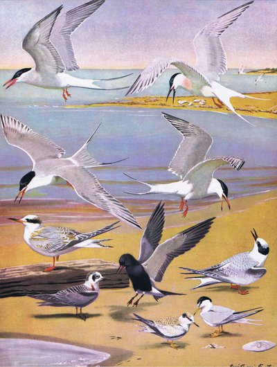 Illustration from The Natural History of American Birds of Eastern and Central North America, published by Bramhall House, c.1970 by Louis Agassiz Fuertes