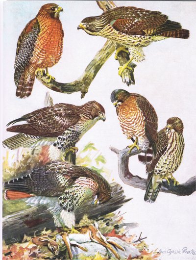 Northern Red Shouldered Hawk, Eastern Red Tailed Hawk, Broad Winged Hawk by Louis Agassiz Fuertes