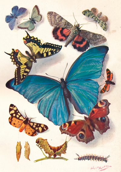 Example of Colour Block Illustration for Scientific Work, c.1903 by Louis Fairfax Muckley