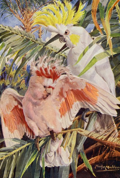 The Cockatoo by Louis Fairfax Muckley