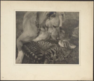Cat and Dog by Louis Fleckenstein
