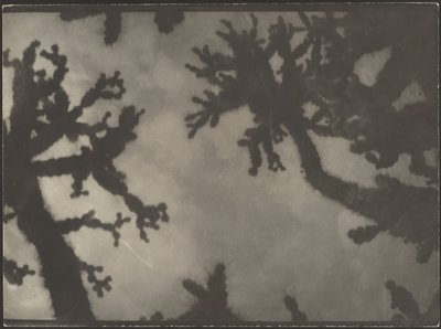 Joshua Trees by Louis Fleckenstein
