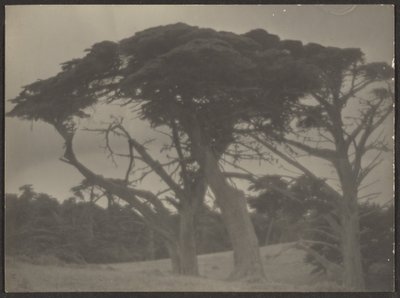 Landscape with Cypress Trees by Louis Fleckenstein
