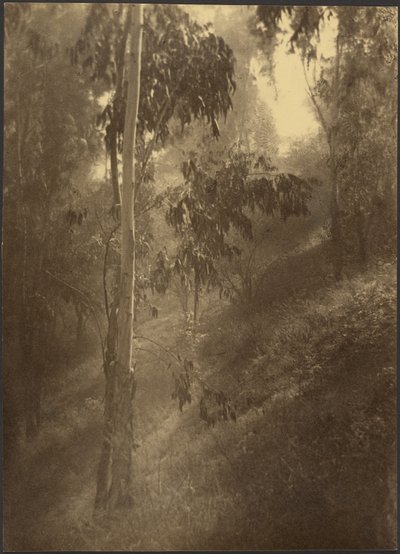 Morning Mist by Louis Fleckenstein