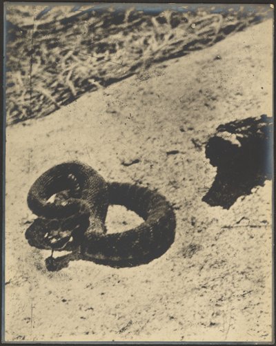 Rattlesnake by Louis Fleckenstein