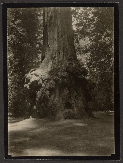 [Redwood, Big Basin] by Louis Fleckenstein
