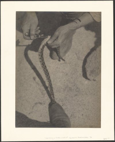 Skinning a Rattlesnake by Louis Fleckenstein