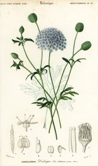 Blue lace flower, Trachymene coerulea (1849) by Louis Joseph Edouard Maubert