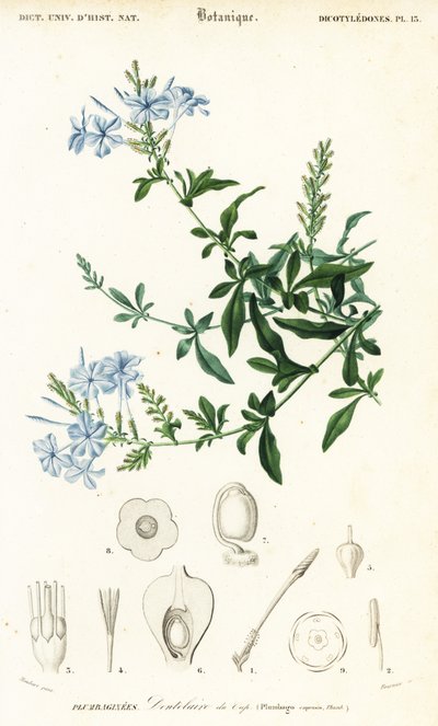 Cape Leadwort, Plumbago auriculata (engraving) by Louis Joseph Edouard Maubert