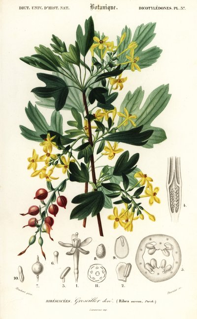 Golden Currant, Ribes Aureum (engraving) by Louis Joseph Edouard Maubert