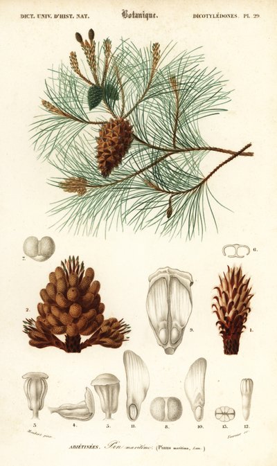 Maritime Pine or Cluster Pine, Pinus Pinaster by Louis Joseph Edouard Maubert