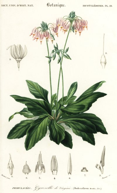 Shooting Star or Eastern Shooting Star, Dodecatheon meadia by Louis Joseph Edouard Maubert