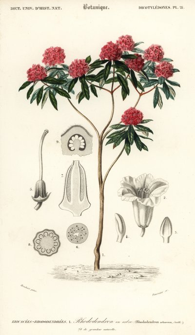 Tree Rhododendron, Rhododendron arboreum by Louis Joseph Edouard Maubert