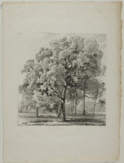 Study of Trees by Louis Pierre Baltard