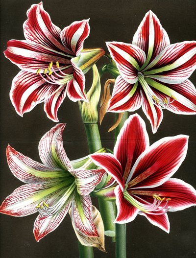 Amaryllis Hippeastra by Louis Van Houtte
