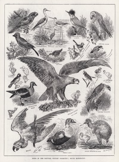 Birds in the Natural History Collection, South Kensington by Louis Wain