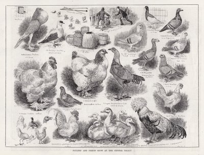 Poultry and Pigeon Show at the Crystal Palace by Louis Wain