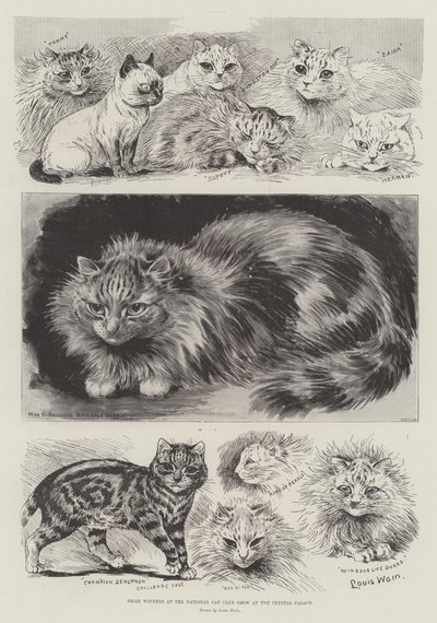 THE NEW GOVERNESS by Louis Wain print on card. 295 x 210 mm cats & kittens  on eBid United States