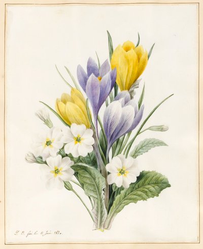 White Primroses and Early Hybrid Crocuses by Louise DOrleans