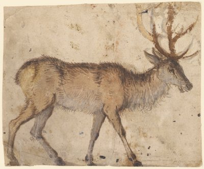 Study of a Stag (recto); Study of Goats (verso) by Lucas Cranach the Elder