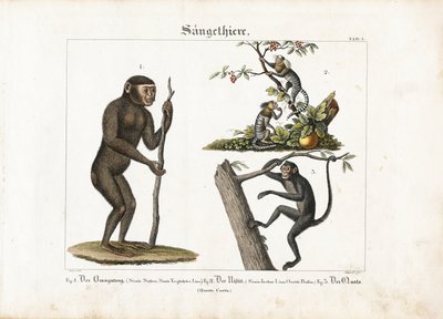 Primates: Orangutan, Common Marmoset and Spider Monkey by Ludwig Meyer