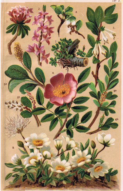 Alpine Plants, Illustration from 