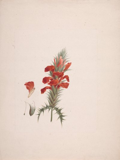 Acanthus Sennii Chiov.: Finished Drawing with Added Details by Luigi Balugani