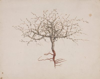 Commiphora gileadensis (L.) C. Chr. (Balm of Gilead, Opobalsam): finished drawing of tree