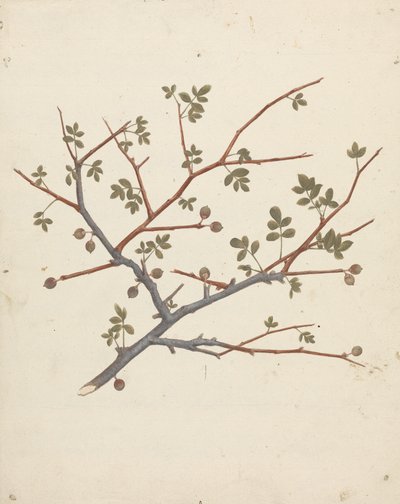 Commiphora gileadensis (Balm of Gilead, Opobalsam): Finished Drawing of Fruiting Branch by Luigi Balugani