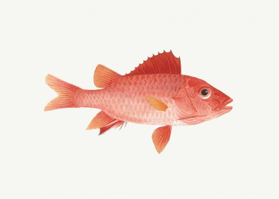 Fish by Luigi Balugani