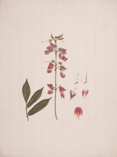Millettia ferruginea (Hochst.) Baker: finished drawing with a few details excluded by Luigi Balugani