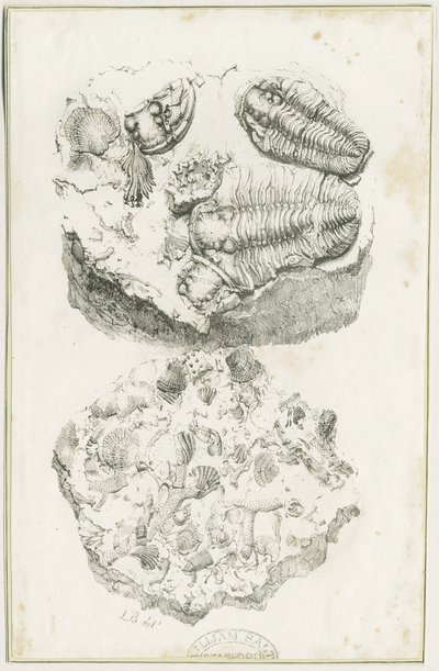 Dudley - Fossils by Luke Booker