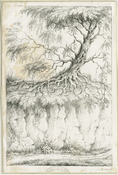 Dudley - Tree by Luke Booker