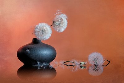 Delicate Dandelion Still Life by Lydia Jacobs