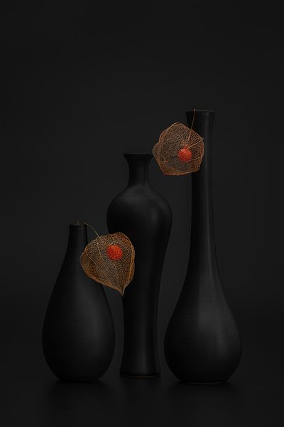 Elegant Black Physalis Still by Lydia Jacobs
