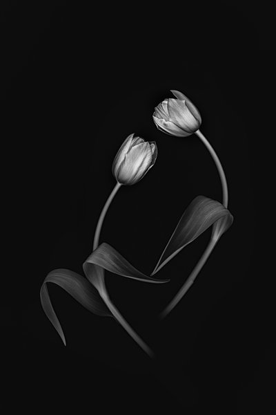 Elegant Tulip Duo by Lydia Jacobs