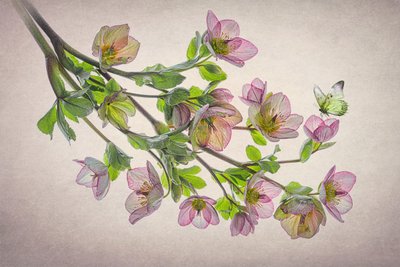 Ethereal Hellebore Butterfly by Lydia Jacobs