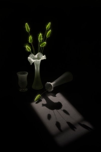 Green Plants Bird Shadow by Lydia Jacobs