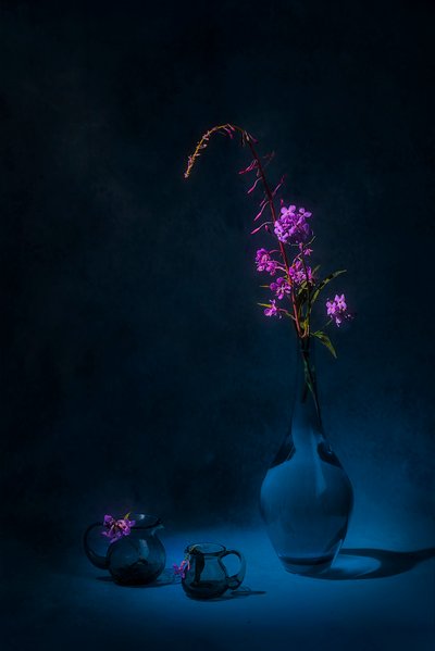 Moody Fireweed Still Life by Lydia Jacobs