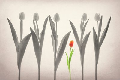 Red Tulip Stands Out by Lydia Jacobs