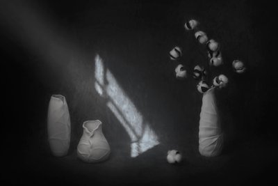 Serene Cotton Still Life by Lydia Jacobs