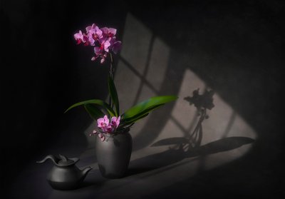 Shadowed Orchid Elegance by Lydia Jacobs