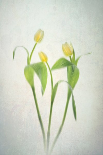 Soft Yellow Tulips by Lydia Jacobs