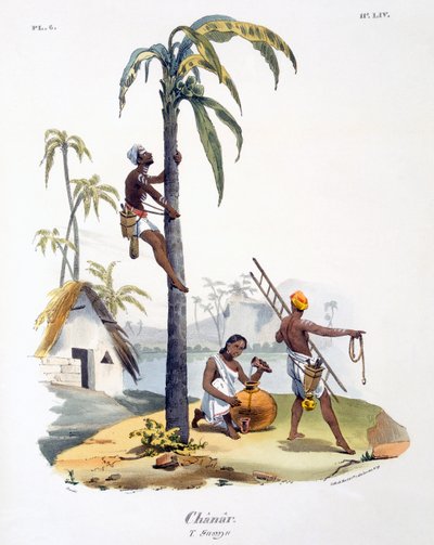 A Man of the Nadar caste climbing a palm tree by M.E. Burnouf