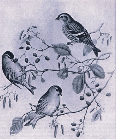 Siskins, Nature in Britain by M. Hart