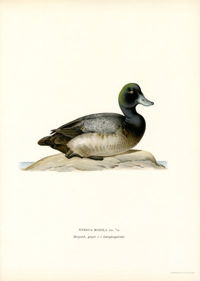 American Scaup Duck by Magnus Ferdinand and Wilhelm von Wright
