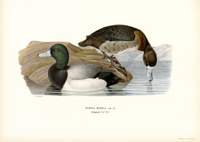American Scaup Duck by Magnus Ferdinand and Wilhelm von Wright